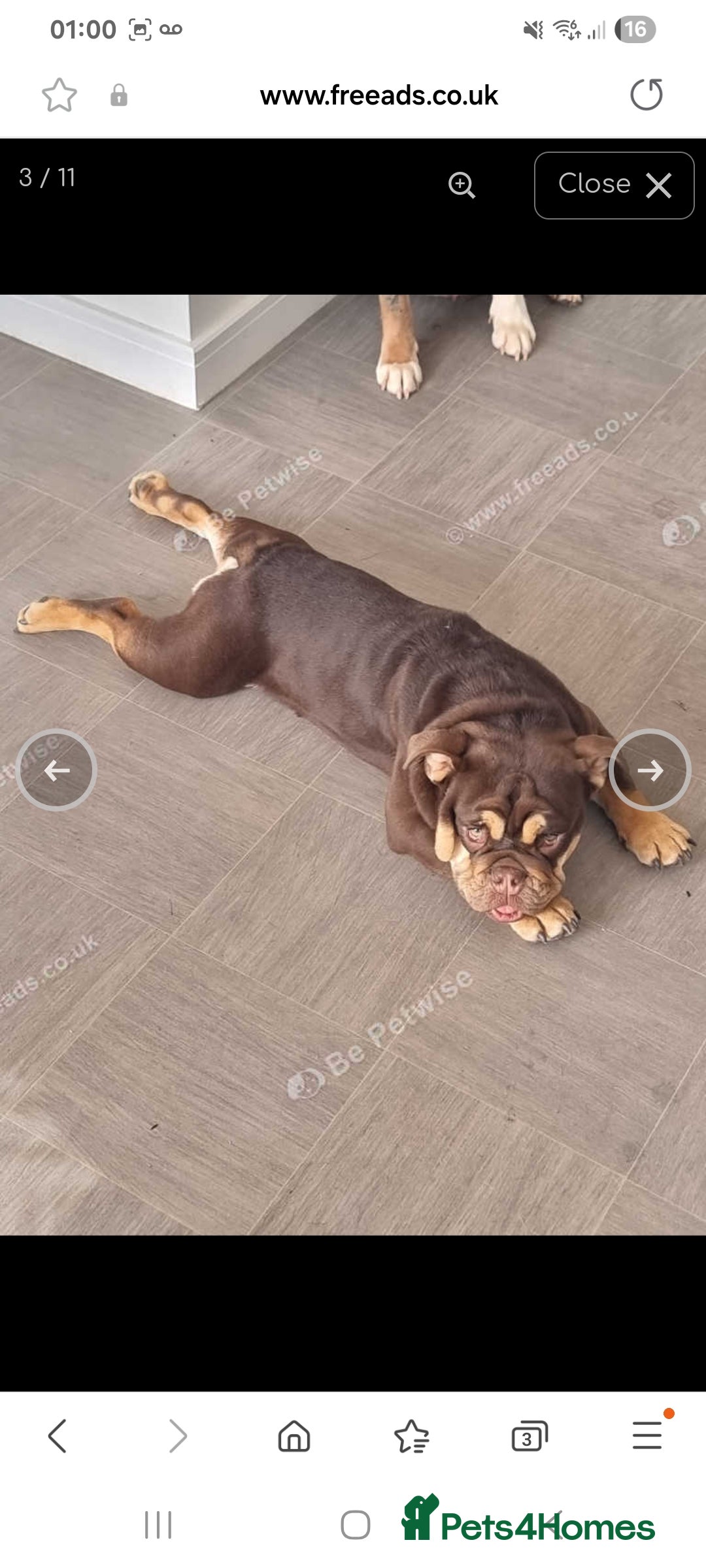 English Bulldog dogs for sale: English bulldog Male  - Image 4