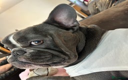French Bulldog dogs for stud: Handsome Male Frenchie First Time Stud - Image 2