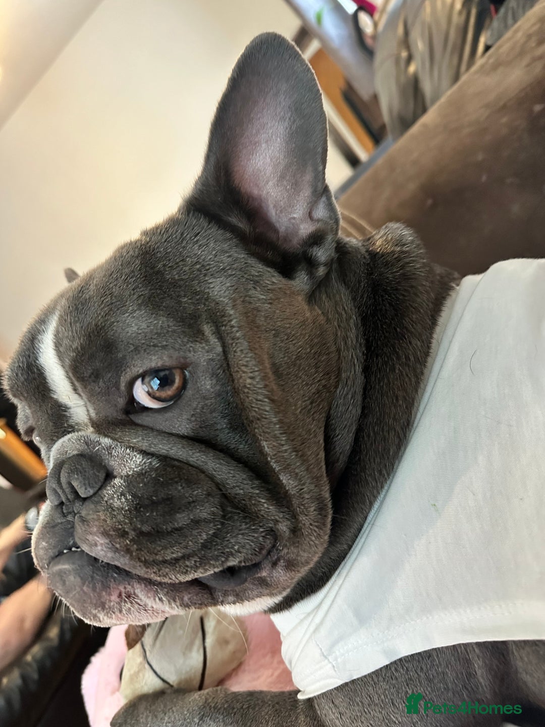 French Bulldog dogs for stud: Handsome Male Frenchie First Time Stud - Image 2