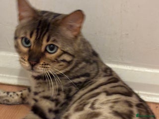 Bengal cats Stunning seal mink male bengal cat - Advert 15