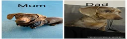 Miniature Dachshund dogs for sale: Miniature dachund pups  - Advert 2