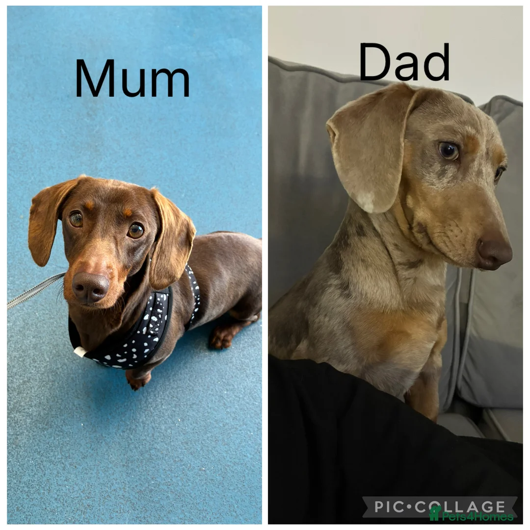 Miniature Dachshund dogs for sale: Miniature dachund pups  - Advert 2
