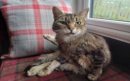 Mixed Breed cats for sale: 6 Lovely and Friendly Cats - Different colours - Advert 25