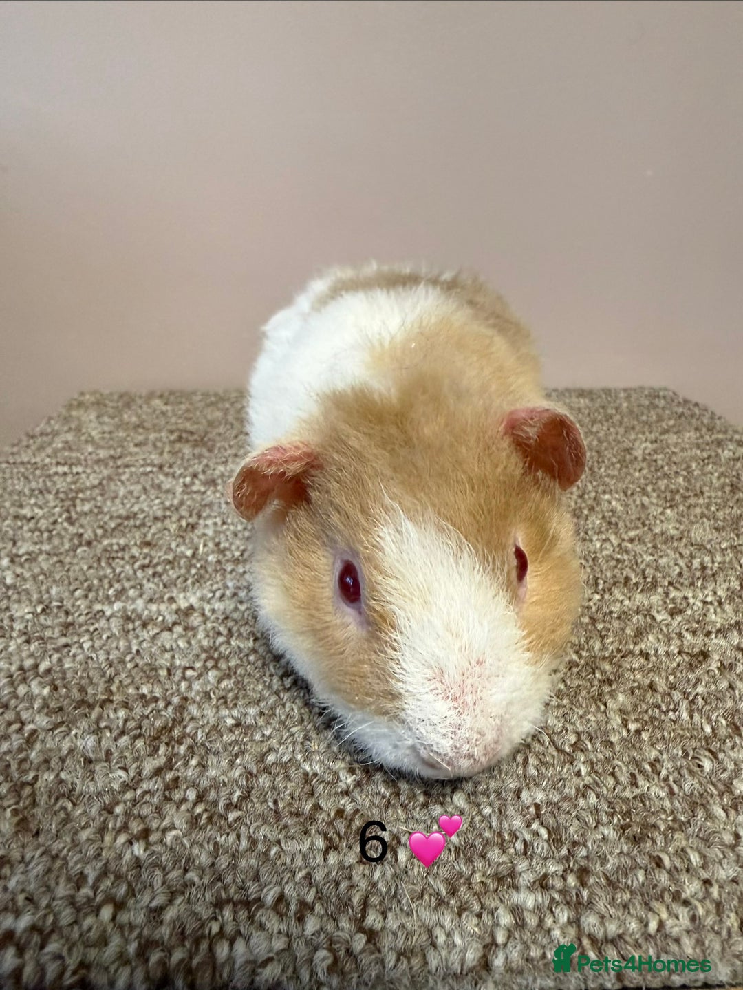 Guinea Pig rodents for sale: Rex & Teddy sows - Advert 12