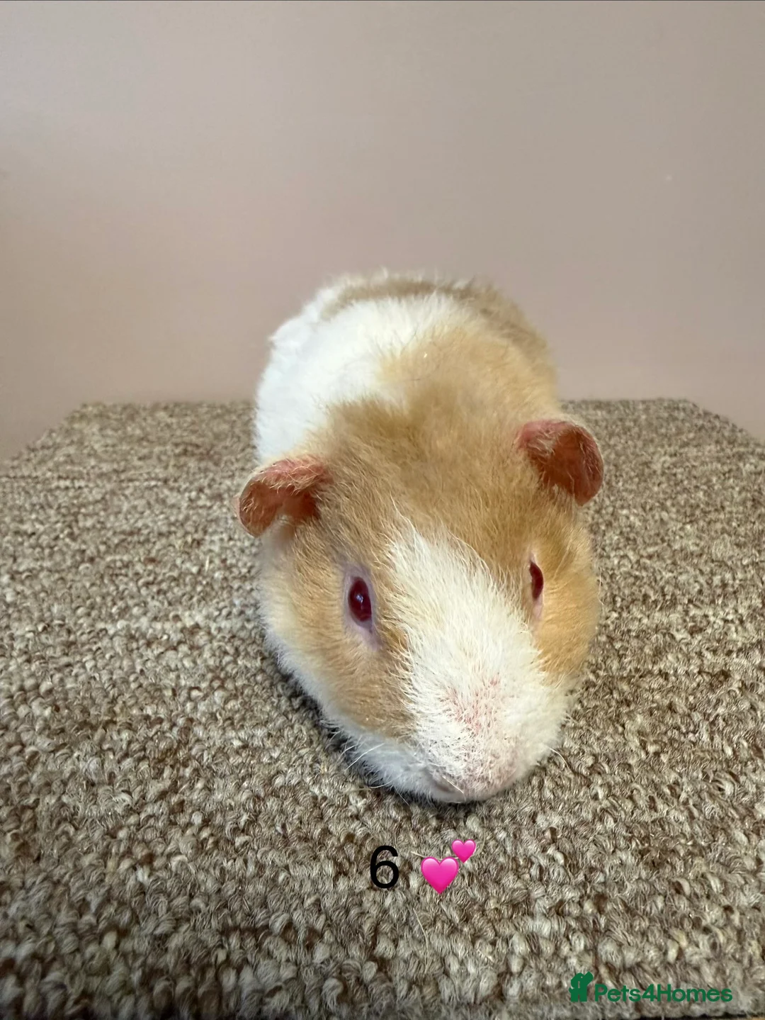 Guinea Pig rodents for sale: Rex & Teddy sows - Advert 12