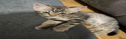 Mixed Breed cats for sale: Beautiful Bengal x Domestic Short Hair Kittens 🐾 - Advert 9