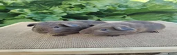 Guinea Pig rodents for sale: Pair of Male Guinea Pigs  - Advert 6