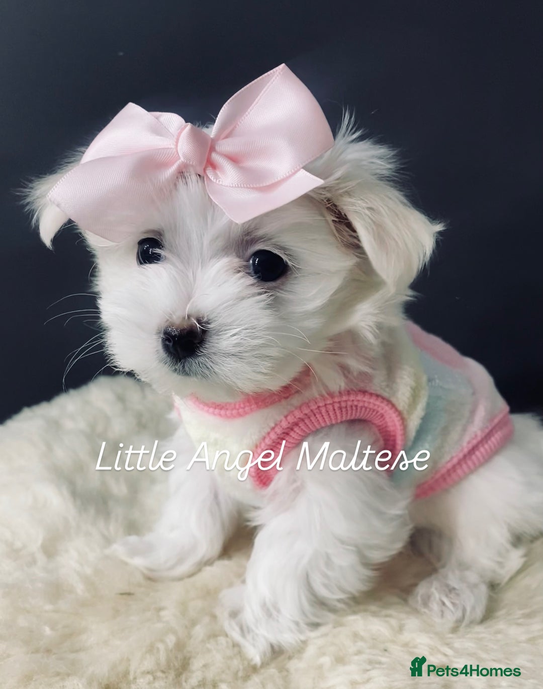 Maltese dogs for sale: ✨ Outstanding KC half-Korean Maltese Puppies ✨ - Advert 2