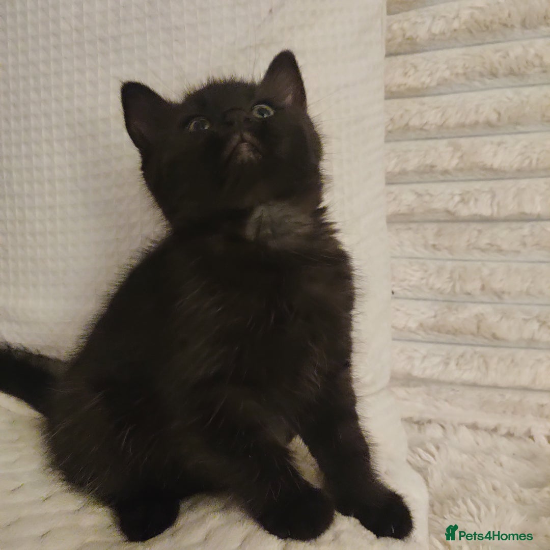 Domestic Shorthair cats for sale: Przecudowne dziewczynki - Advert 8