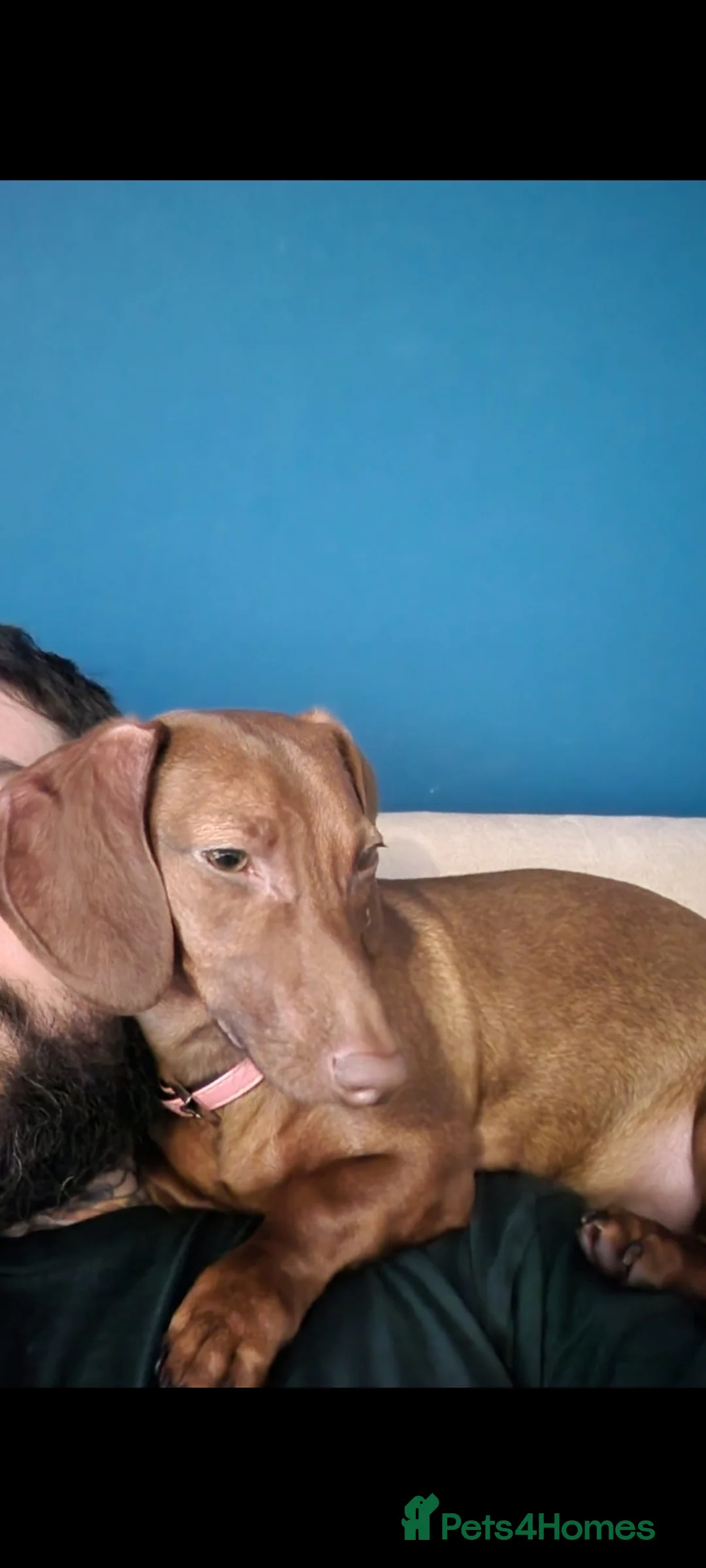 Dachshund dogs for sale: SYDNEY FEMALE DACHSHUND  - Advert 2