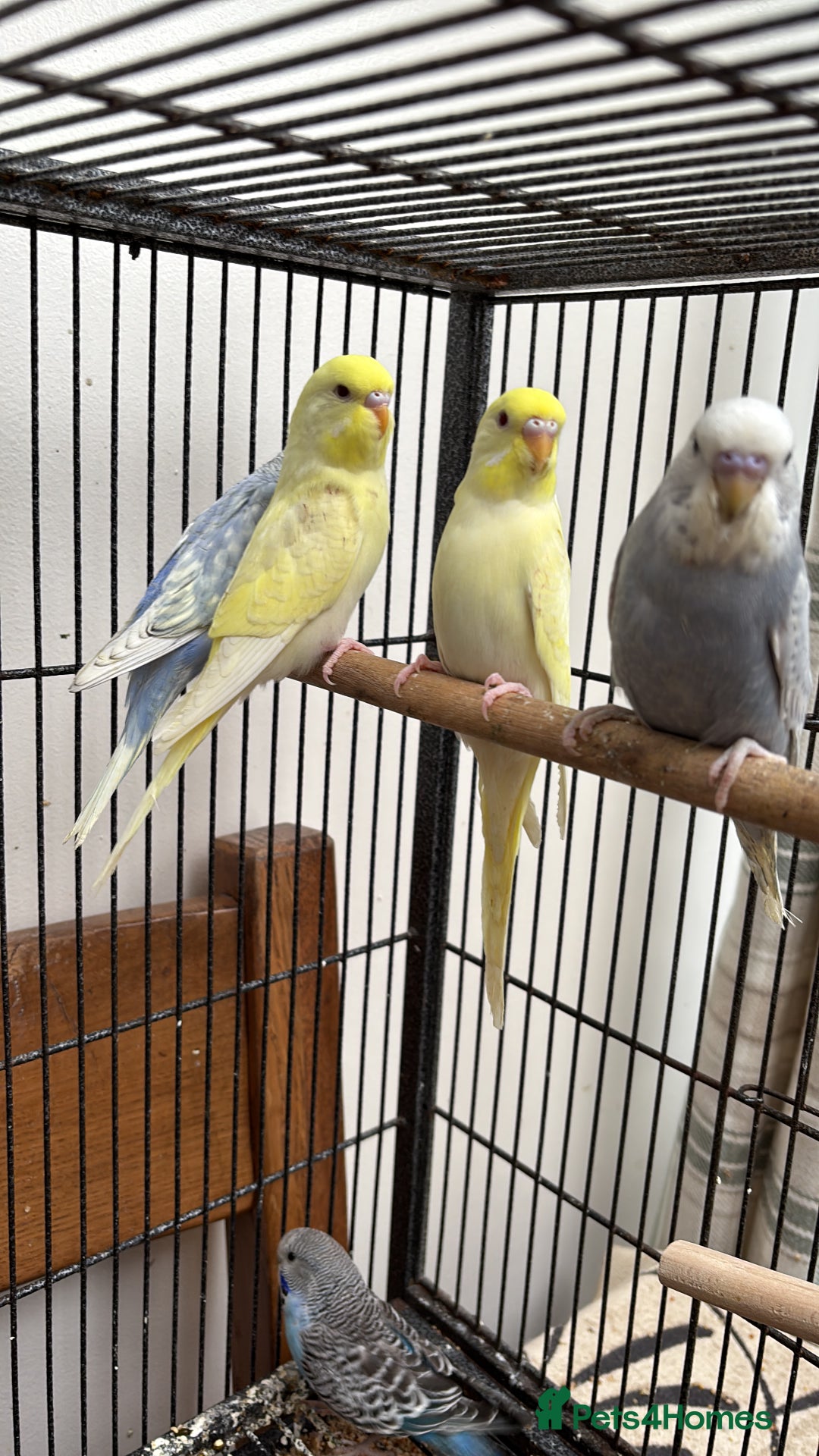 Budgerigars birds for sale: Hand reared hand tame baby budgies - Advert 4