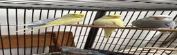 Budgerigars birds for sale: Hand reared hand tame baby budgies - Advert 4