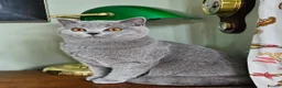 British Shorthair cats for sale: Beautiful adorable BSH blue kittens - Advert 11