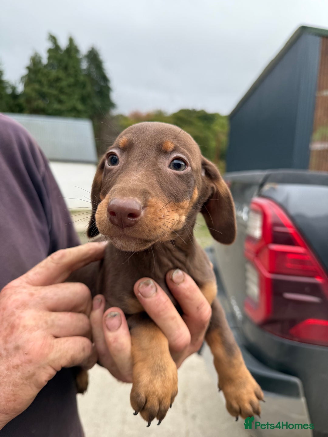 Mixed Breed dogs for sale: Dachshund x border collie - Image 10