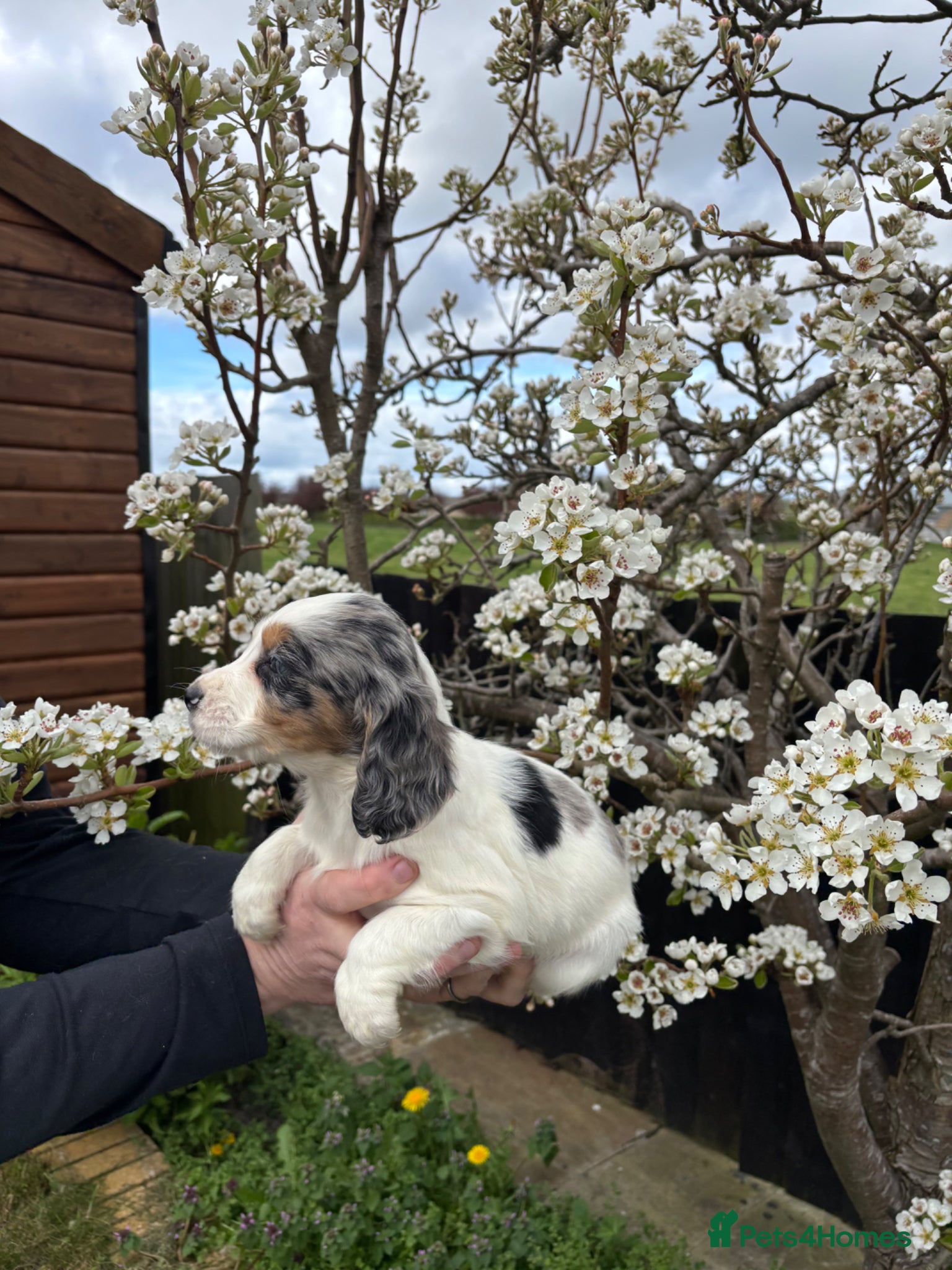 Cocker Spaniel dogs Beautiful cocker spaniel puppies for sale - Advert 6