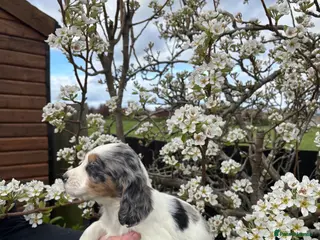 Cocker Spaniel dogs Beautiful cocker spaniel puppies for sale - Advert 6