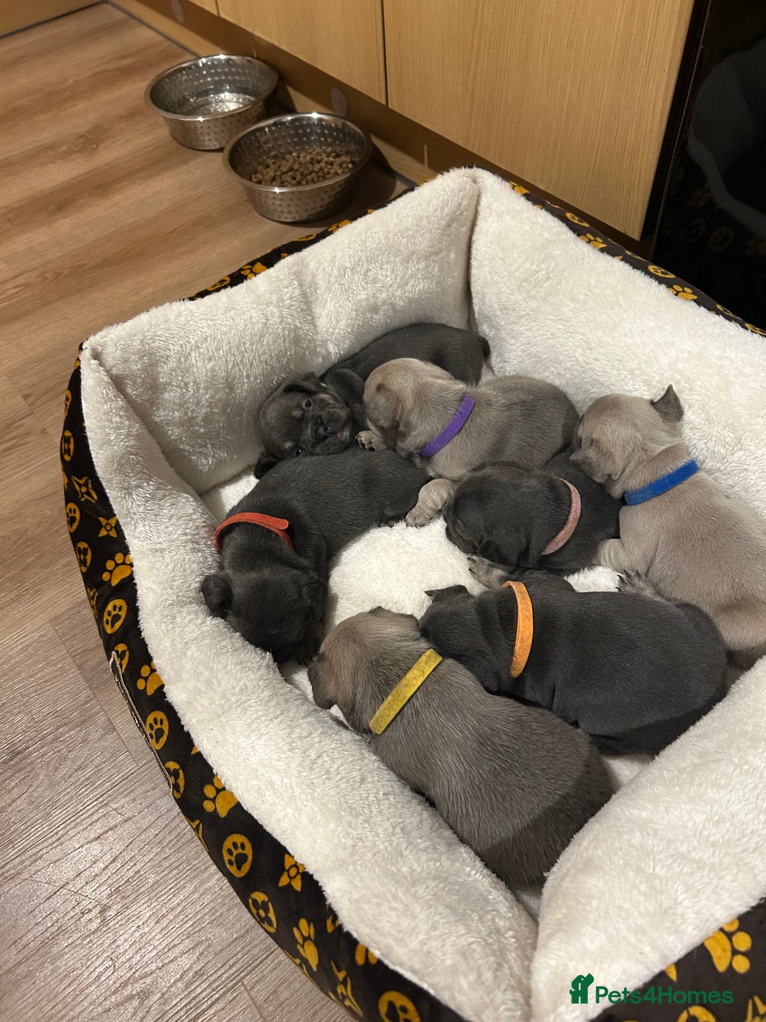 French Bulldog dogs for sale: 5⭐️ french bulldog pups 🐾 - Image 5