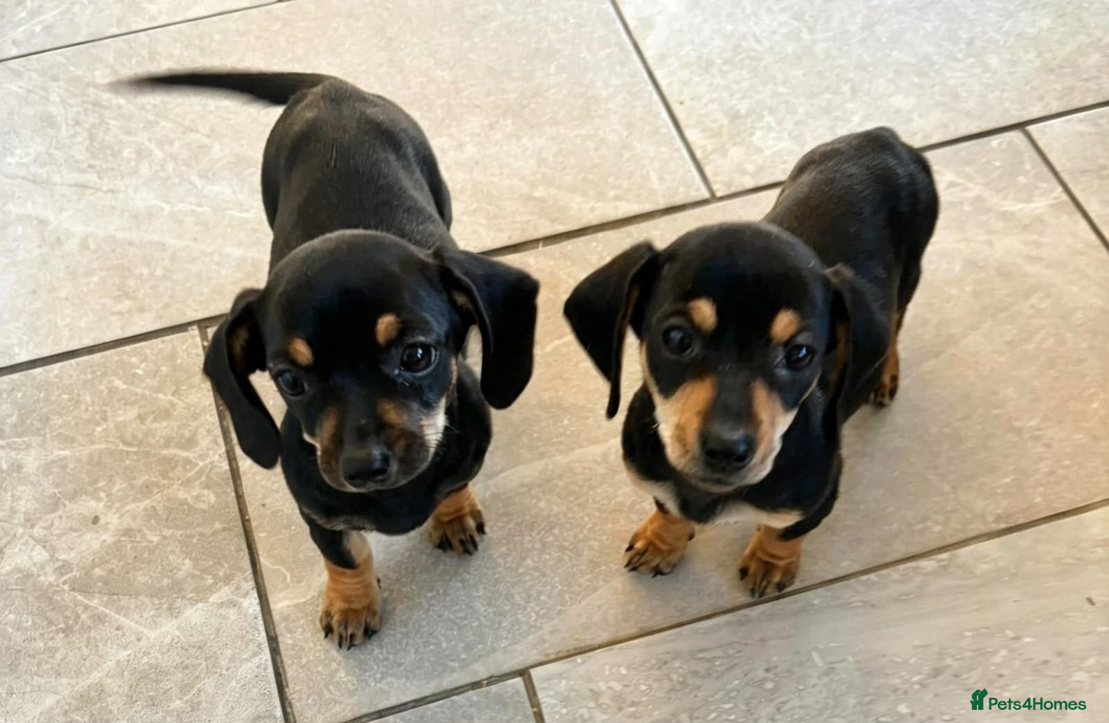 Dachshund dogs Last two girls ready to go!! - Advert 1