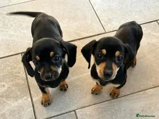 Dachshund dogs Last two girls ready to go!! - Advert 1