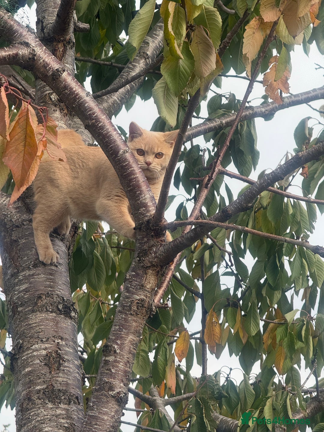 British Shorthair cats for sale: 2 beautiful cats for sale  - Advert 7