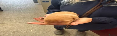 Labrador Dog 2