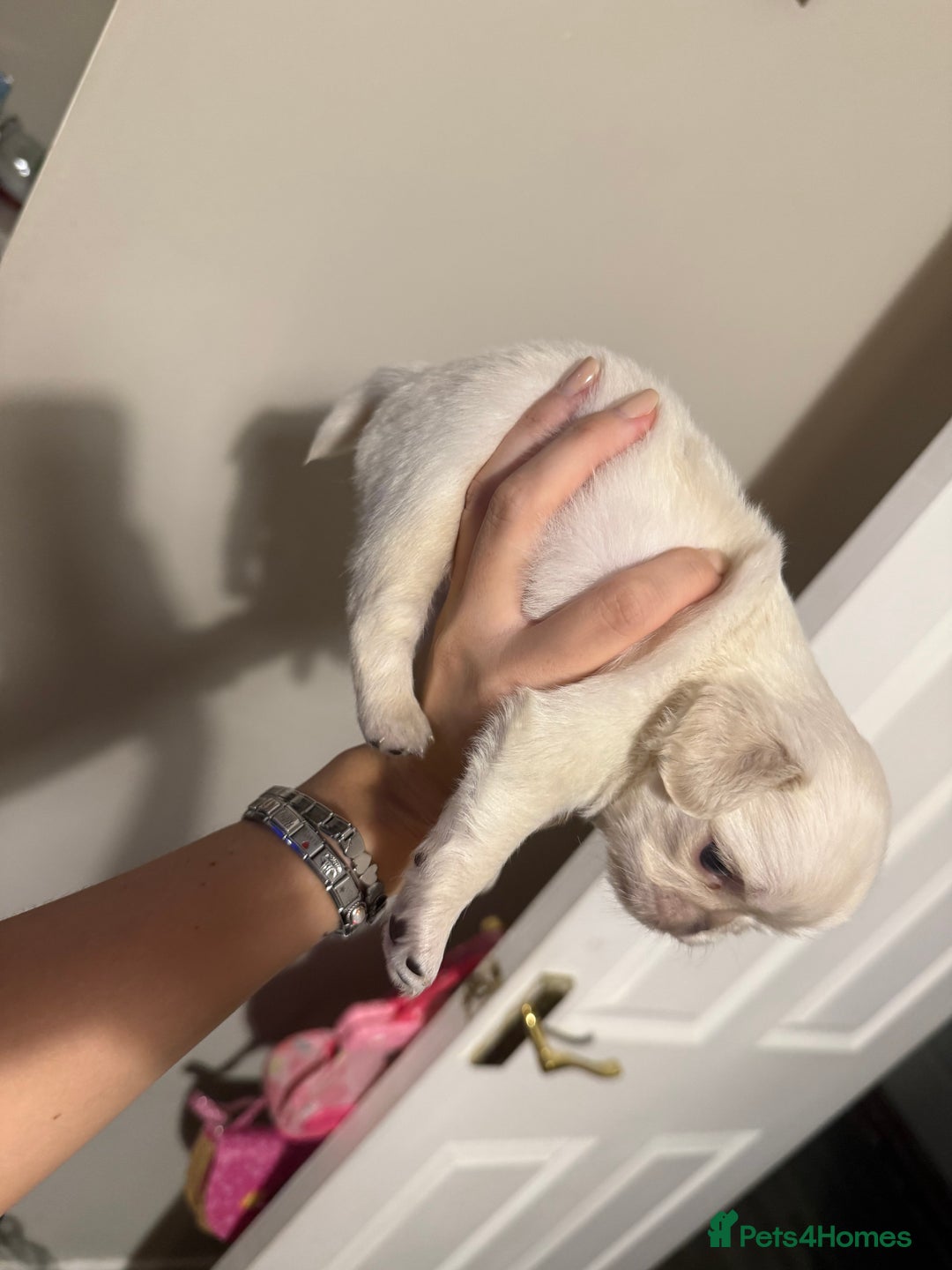 Pug dogs for sale: fluffy pug puppies  - Advert 9