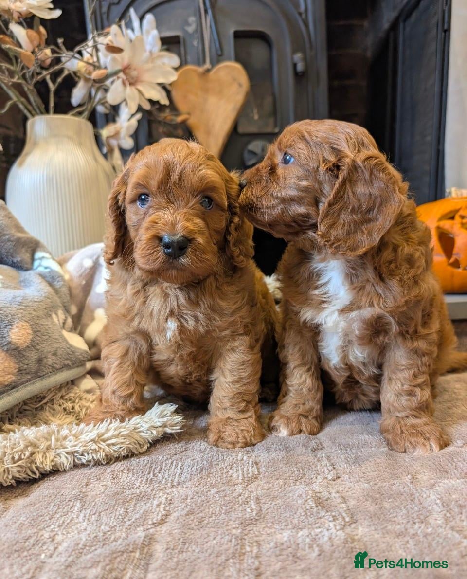 Cavapoo dogs for sale: Adorable F1b cavapoo puppies  - Advert 19