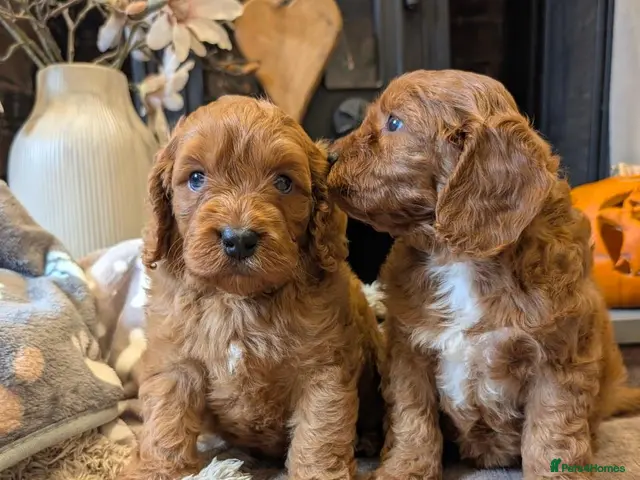 Cavapoo dogs for sale: Adorable F1b cavapoo puppies - Advert 19