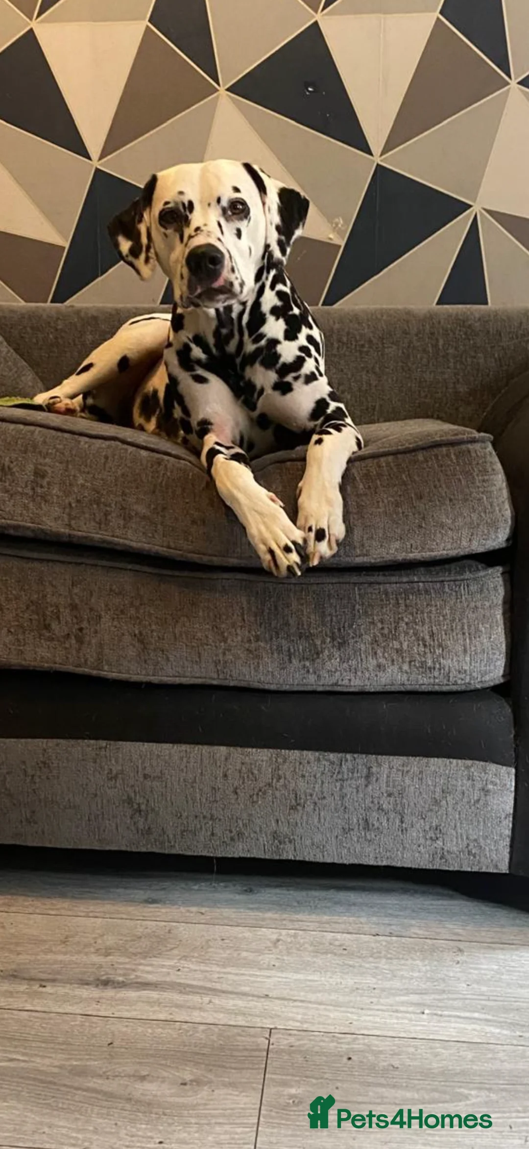 Dalmatian dogs for sale: Dalmatian puppies  in Glasgow - Advert 1