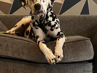 Dalmatian dogs Dalmatian puppies - Advert 1