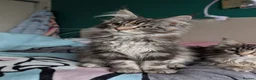 Maine Coon cats for sale: GCCF Maine Coon Kittens  - Advert 4