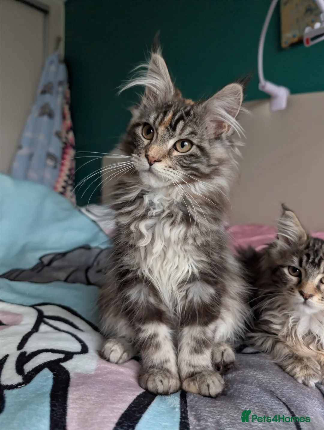 Maine Coon cats for sale: GCCF Maine Coon Kittens  - Advert 4