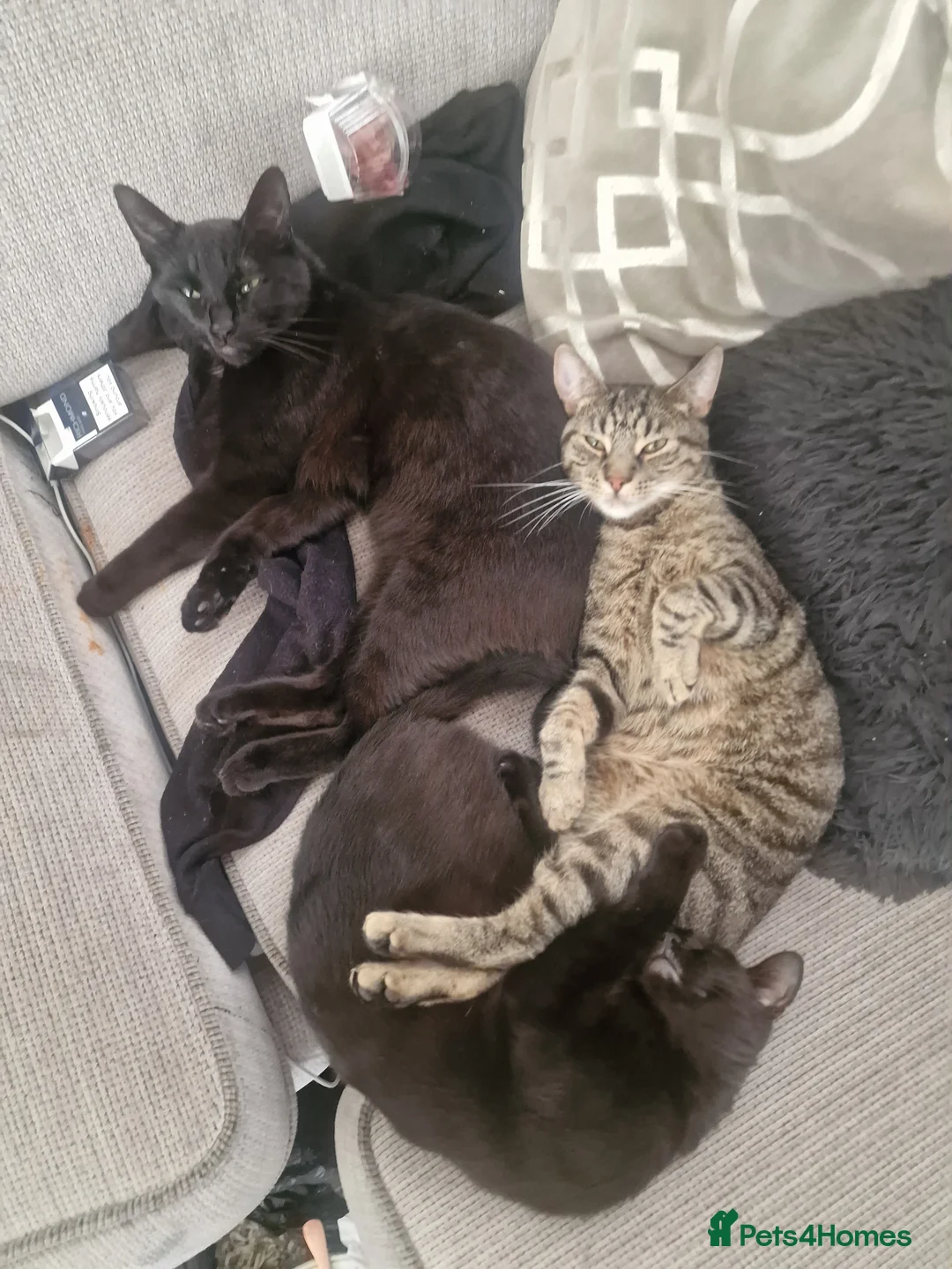 British Shorthair cats for sale: Milo kobie and shadow  - Advert 2