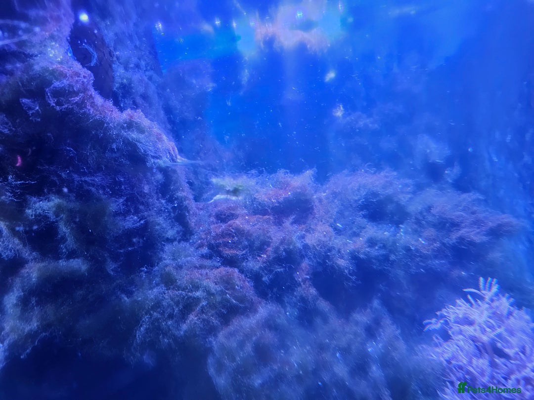 Other/Mixed Breed fish for sale: Various marine fish & Complete set up - Image 8