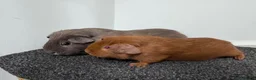 Guinea Pig rodents for sale: Guinea pigs  - Advert 8