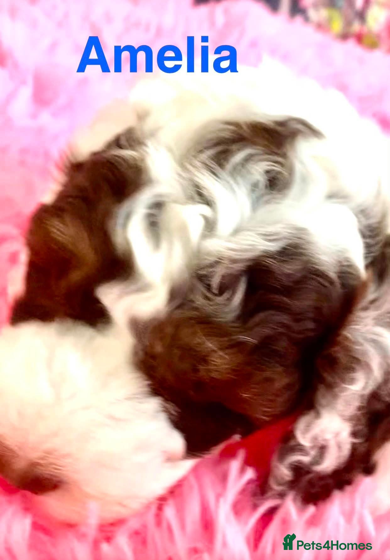 Cockapoo dogs Home Raised American Cockapoo Babies  - Advert 2