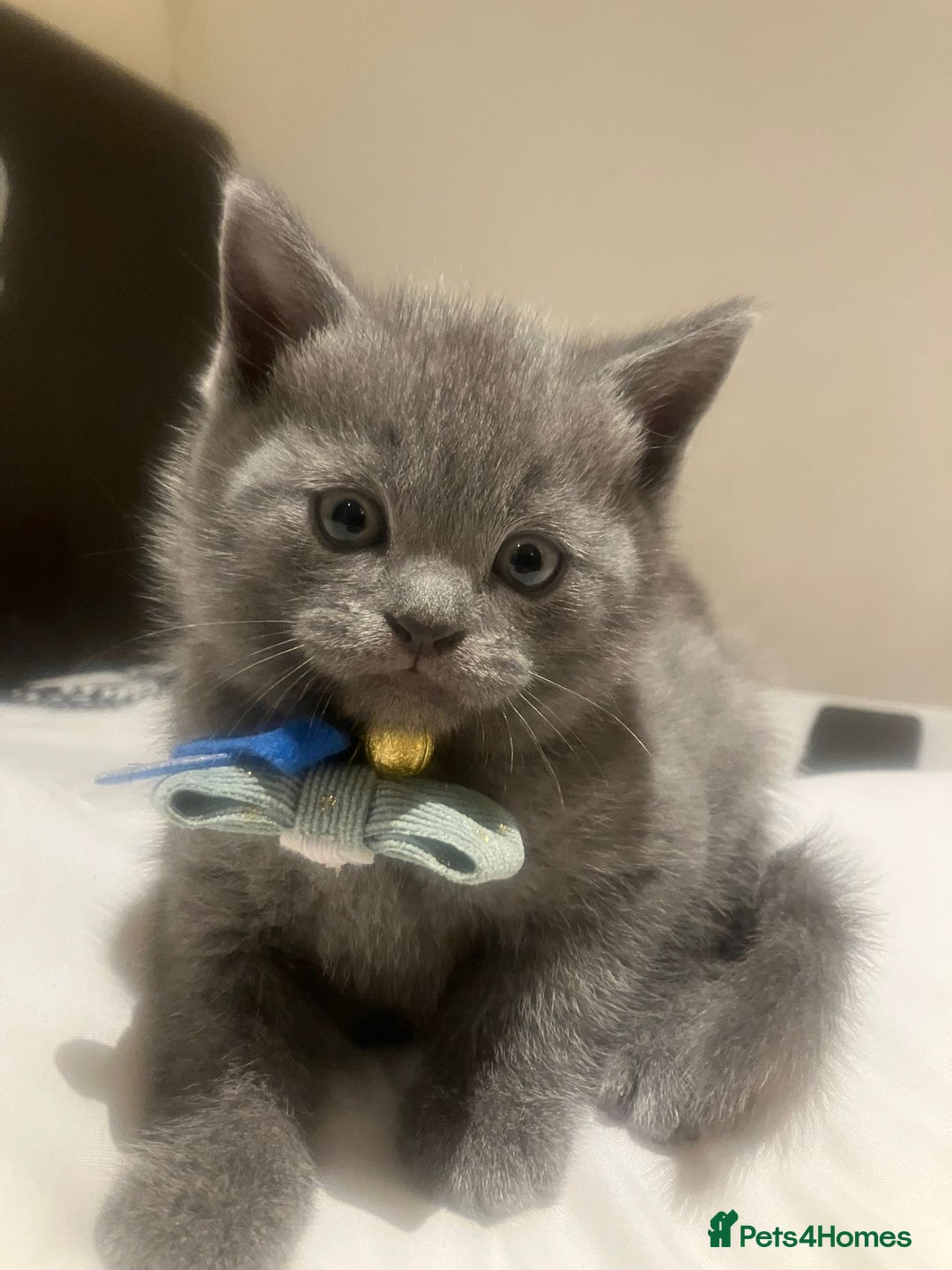 British Shorthair cats for sale: British Shorthair kittens  - Advert 11