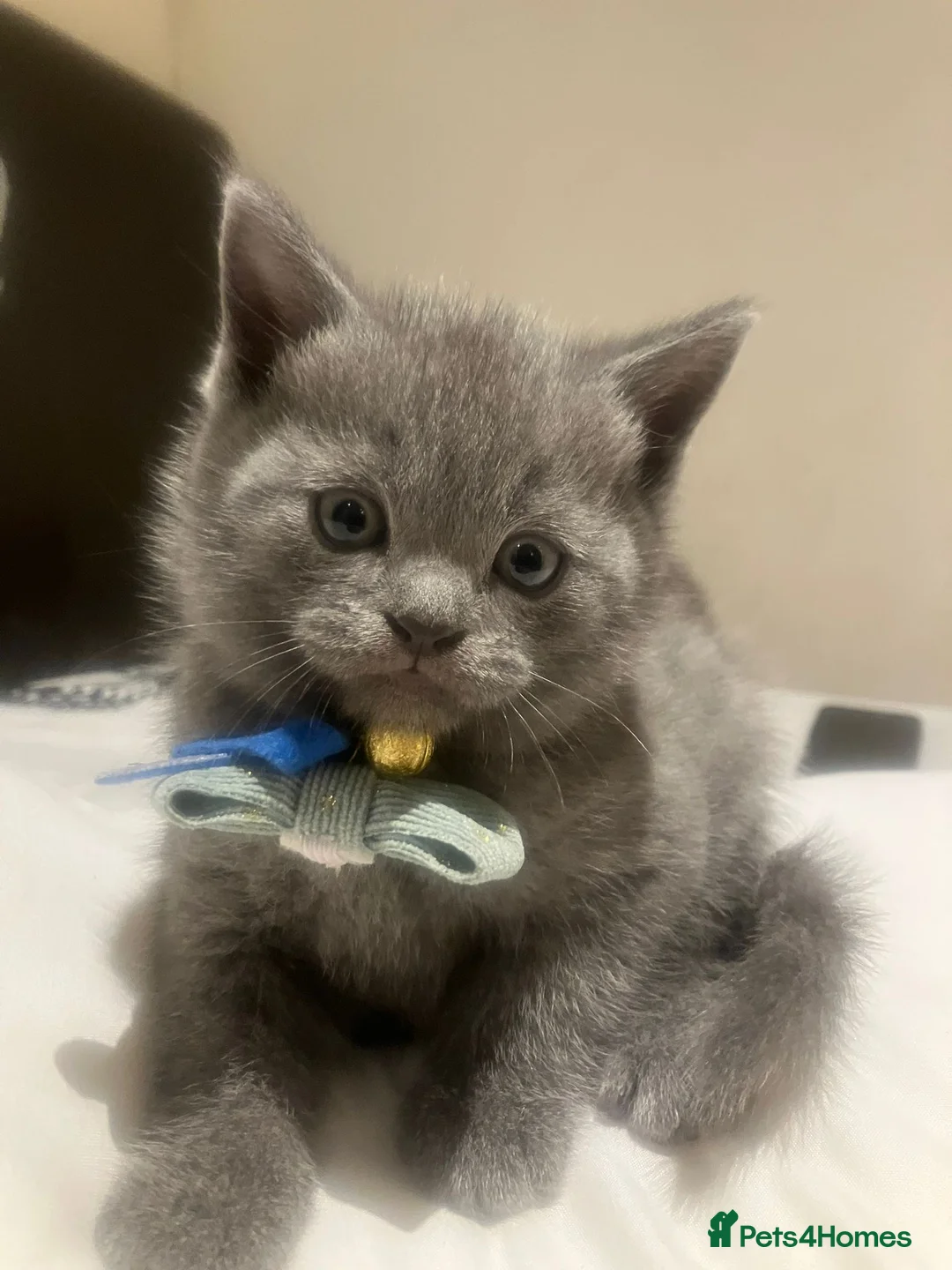 British Shorthair cats for sale: British Shorthair kittens  - Advert 24