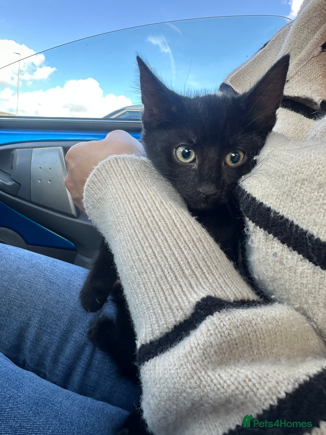 Domestic Shorthair cats for sale: Black male kitten available, 10-12 weeks old  - Image 3