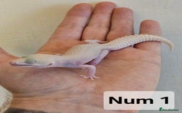 Leopard Gecko reptiles for sale: Blacknight macksnows and supersnows in tremper - Image 7
