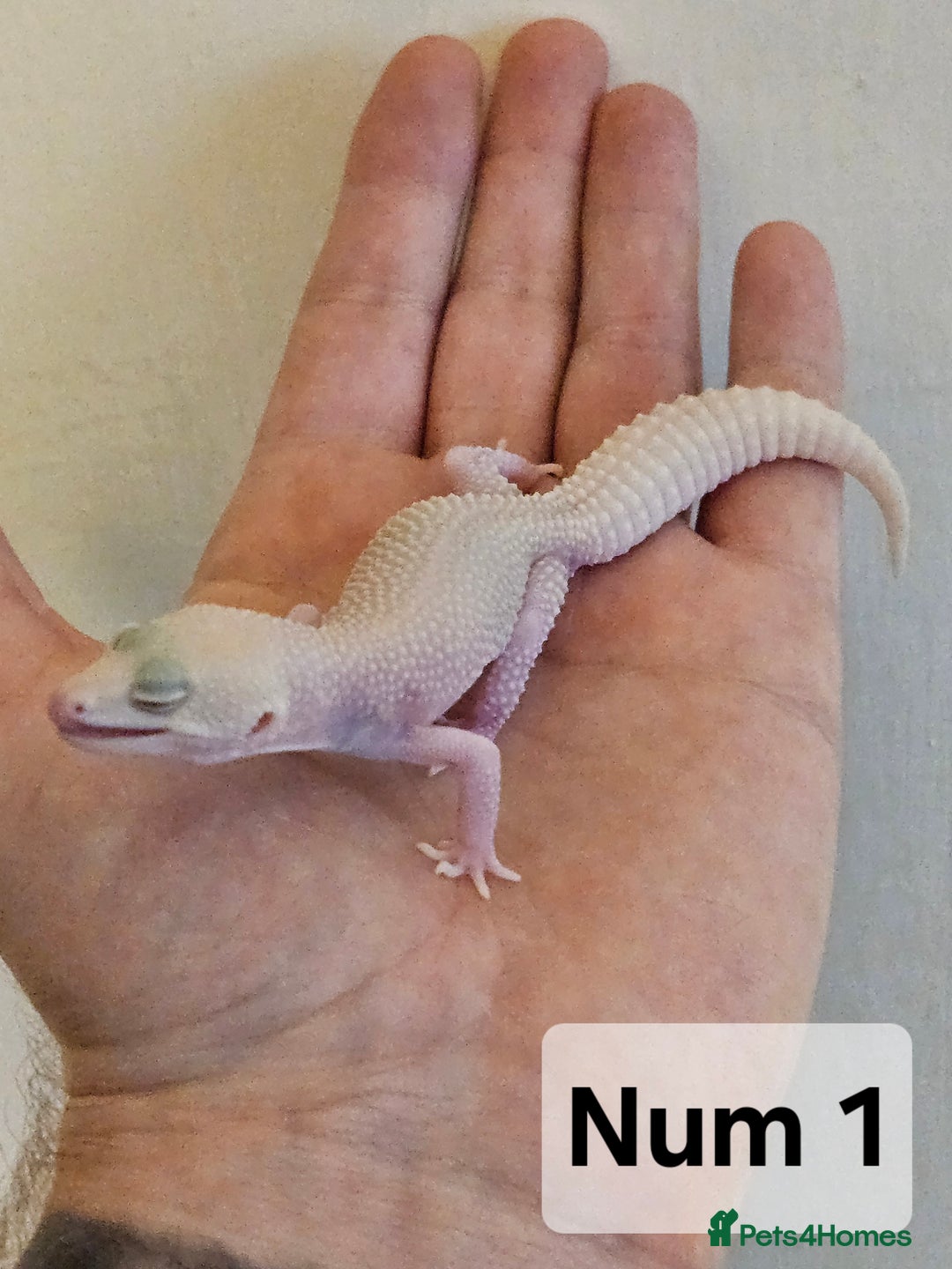 Leopard Gecko reptiles for sale: Blacknight macksnows and supersnows in tremper - Image 7