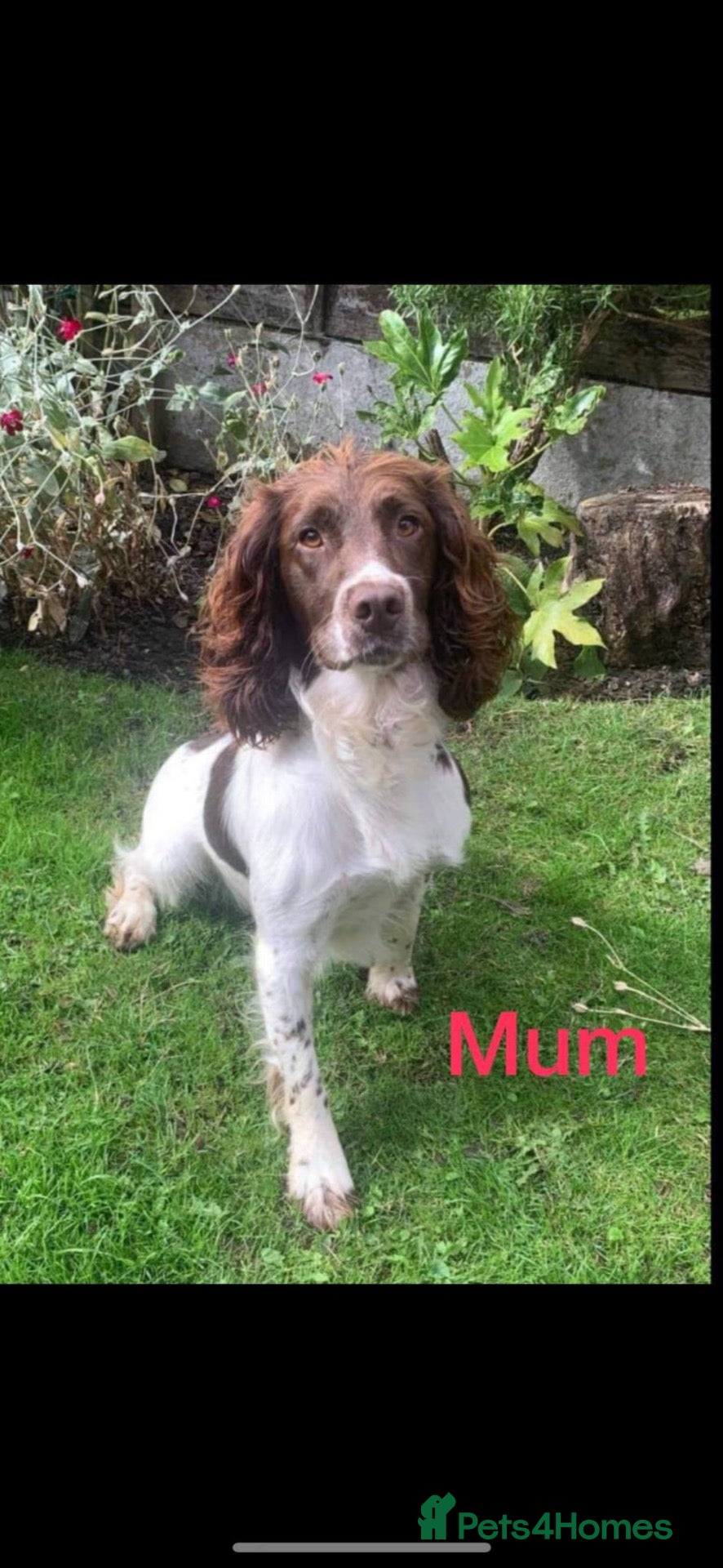 Sprocker dogs for sale: 5* F1 Sprocker Puppies - Advert 2