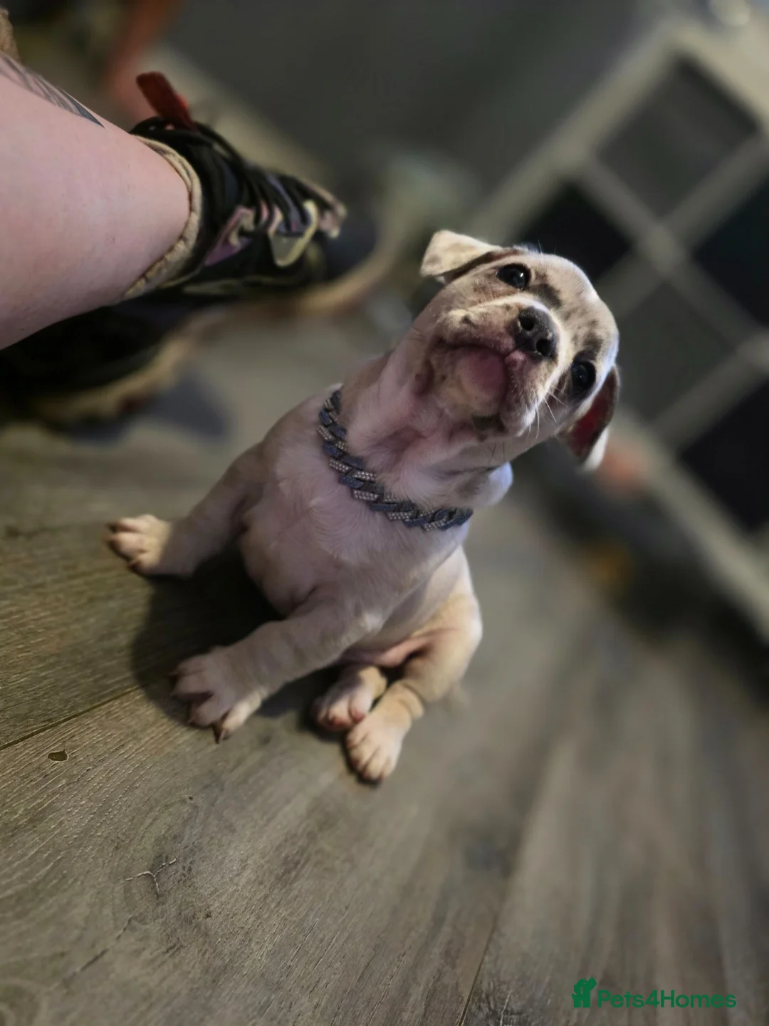 Mixed Breed dogs for sale: LAST PUP - Advert 7