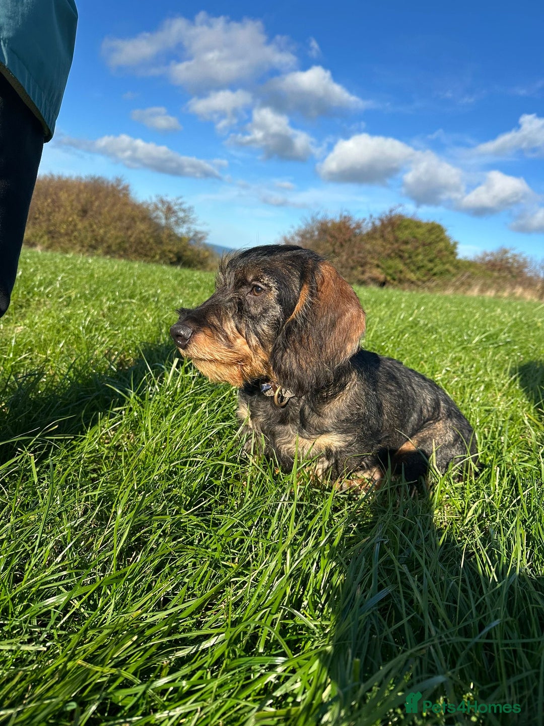 Dachshund dogs for sale: Wire haired daschund  - Image 2