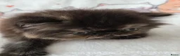 Persian cats for sale: Persian Kittens - Advert 6