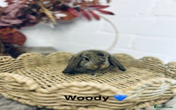 Mini Lop rabbits for sale: Mini lop babies  - Image 4