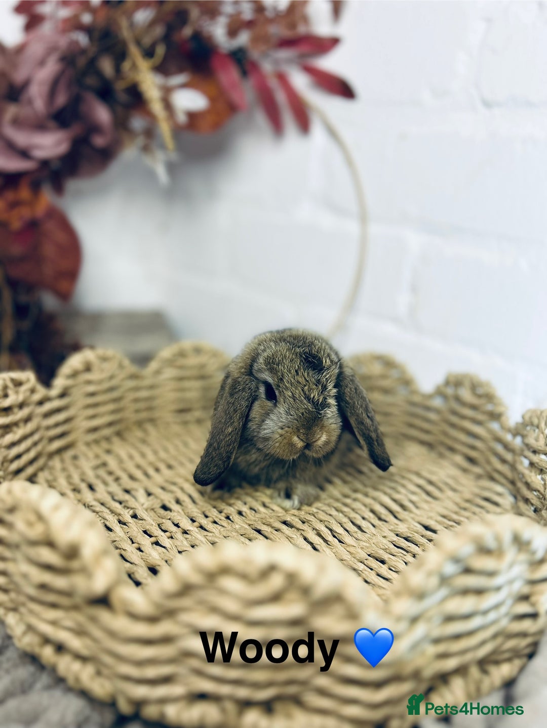 Mini Lop rabbits for sale: Mini lop babies  - Image 4
