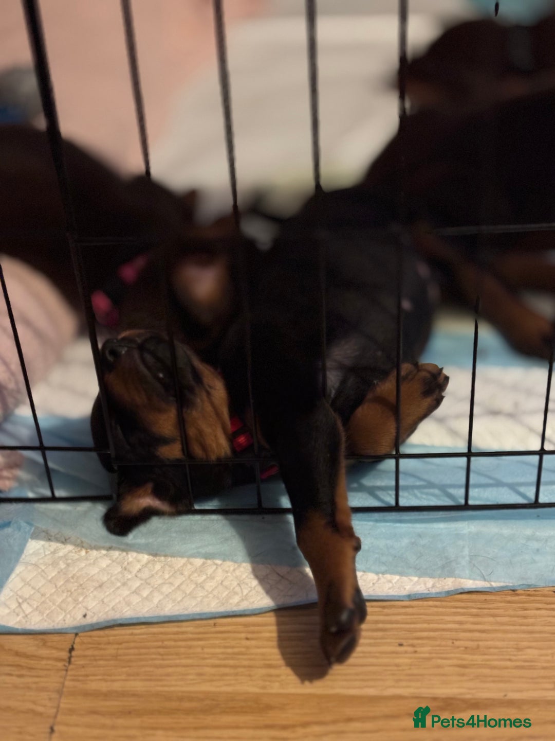 Dobermann dogs for sale: Doberman Puppies For Sale  - Image 17