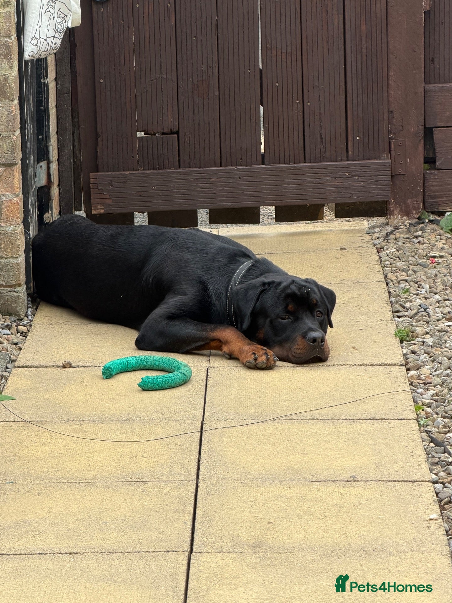 Rottweiler dogs MALE ROTTIE - Advert 1