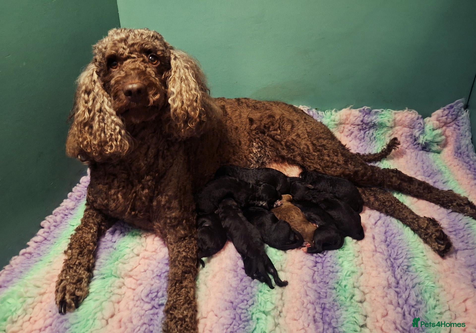 Labradoodle dogs Exceptional F7 Australian Double Doodle Puppies - Advert 3